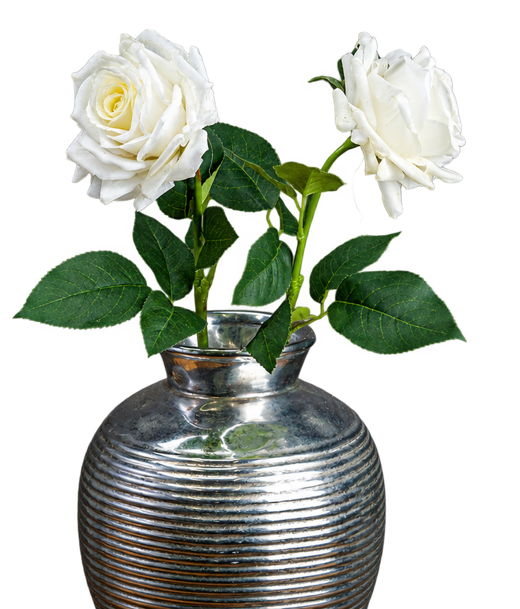 Essex Large White Garden Rose
