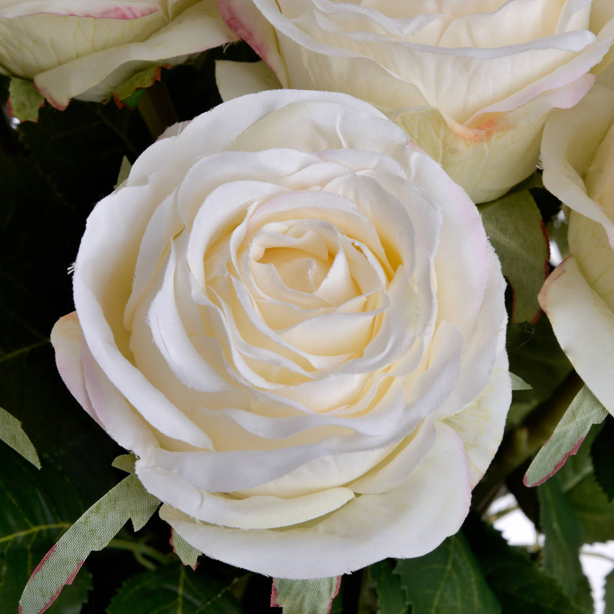 Traditional White Rose image 5