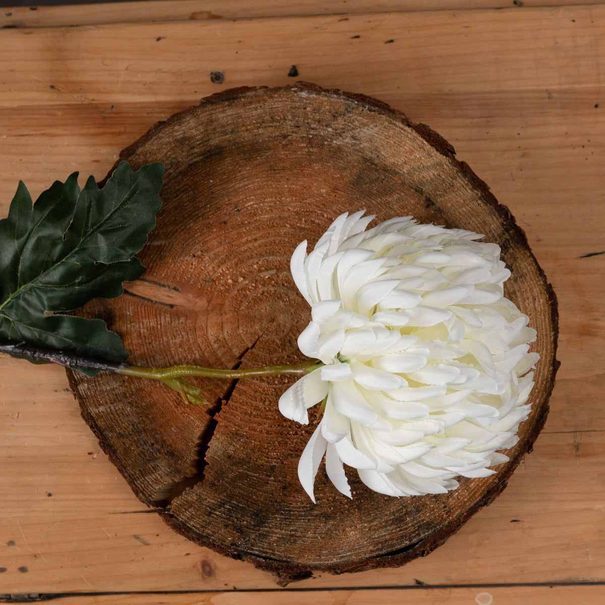 Large White Chrysanthemum image 2