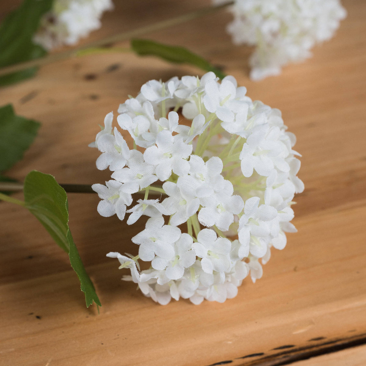 Viburnum Opulus image 3