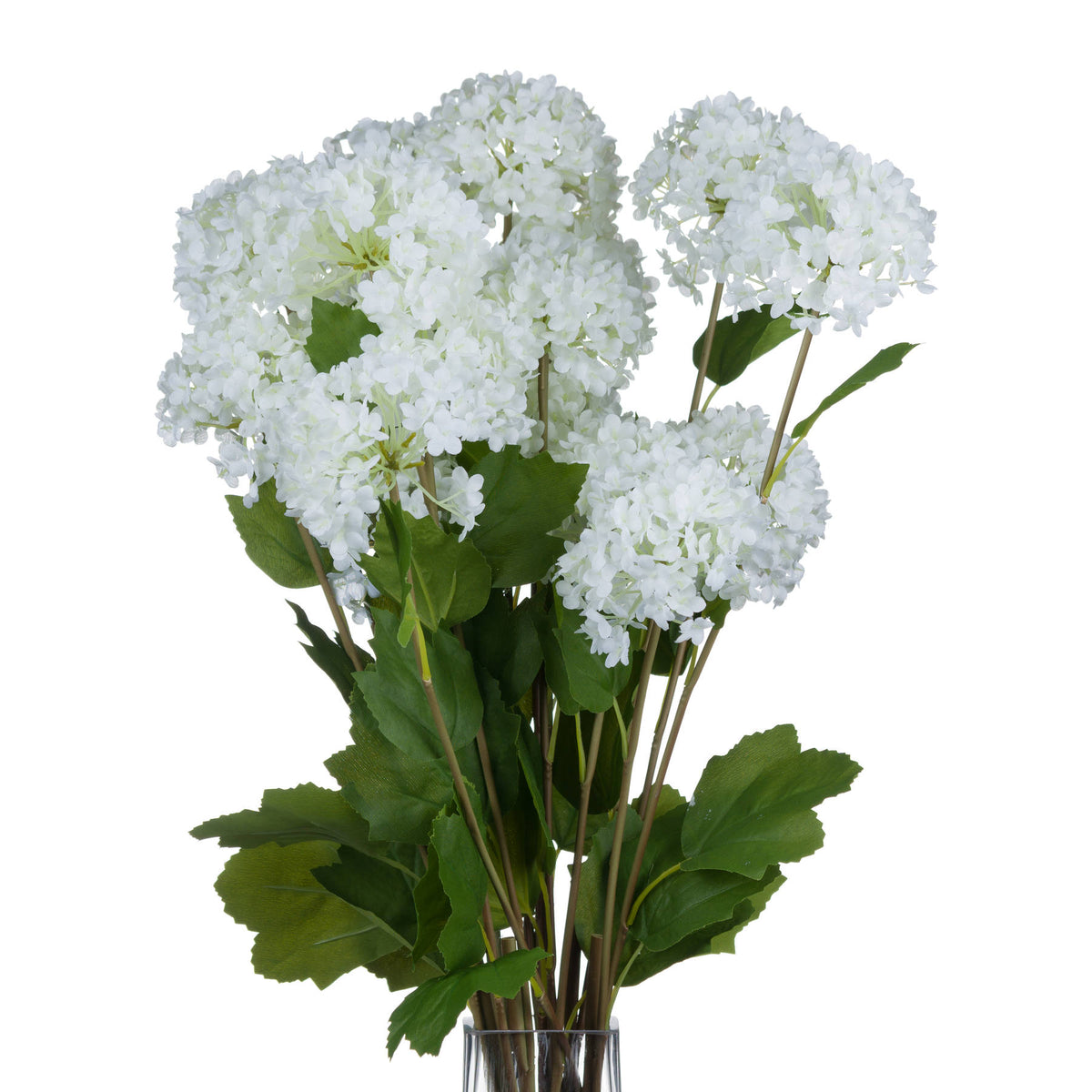 Viburnum Opulus image 4