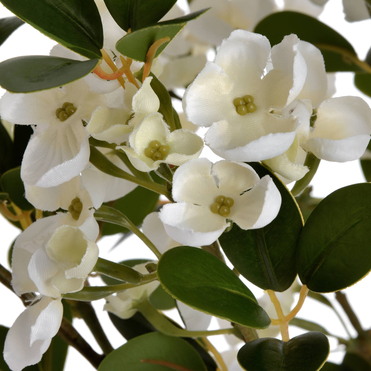White Spring Mock Orange Flower image 5