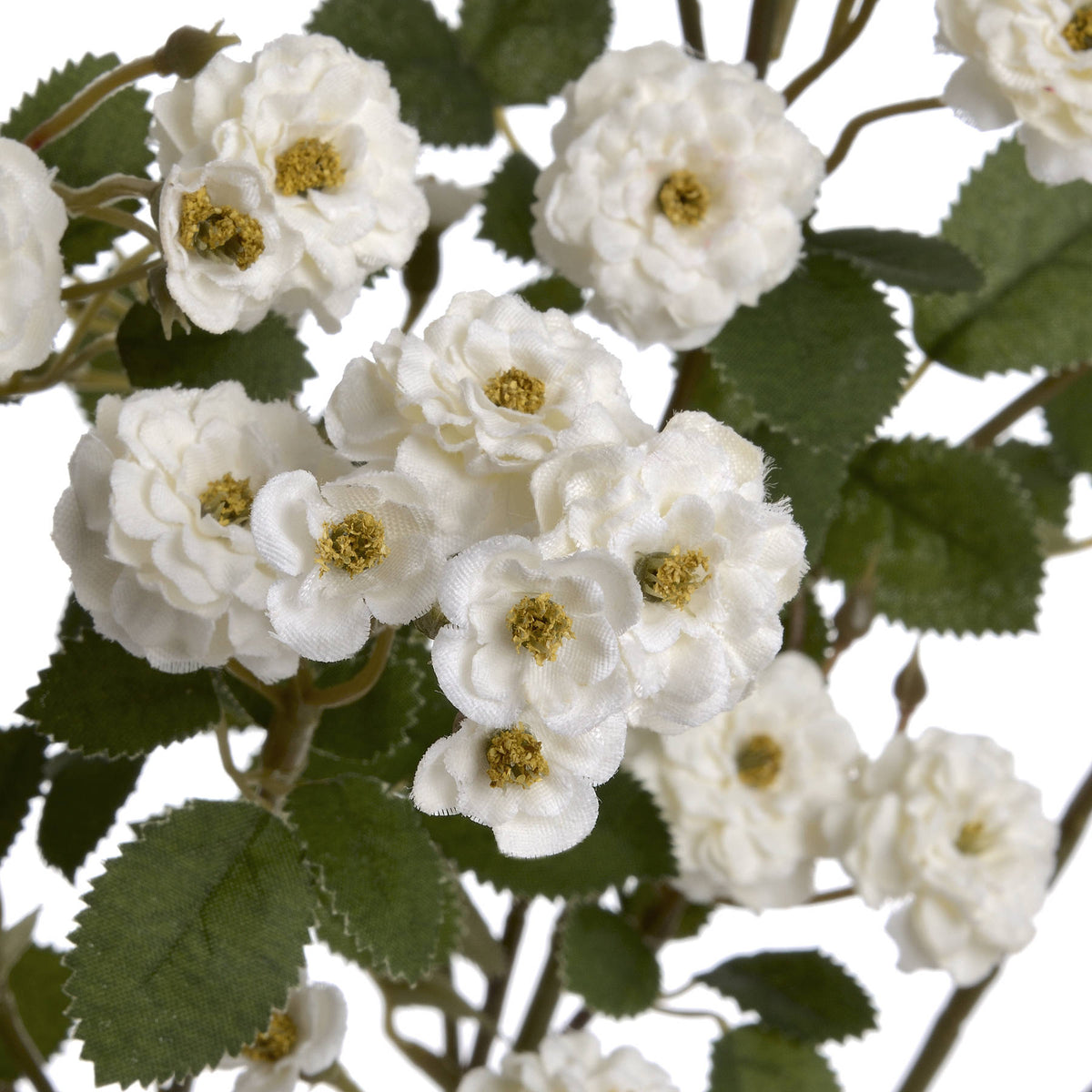 White Wild Meadow Rose image 5