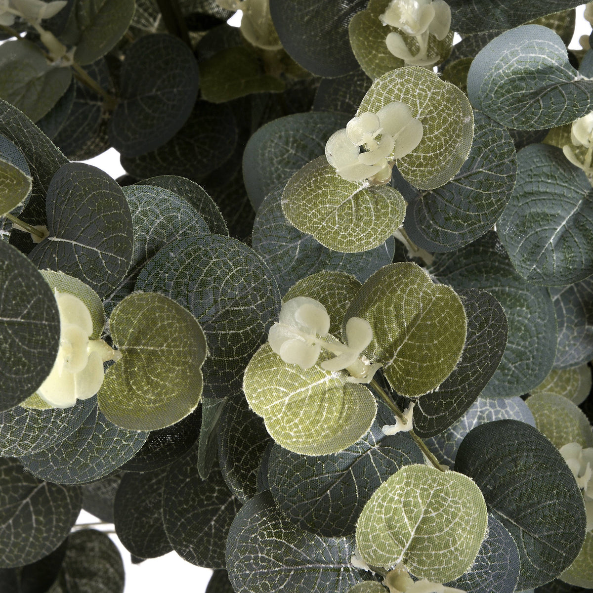 Eucalyptus Spray image 5