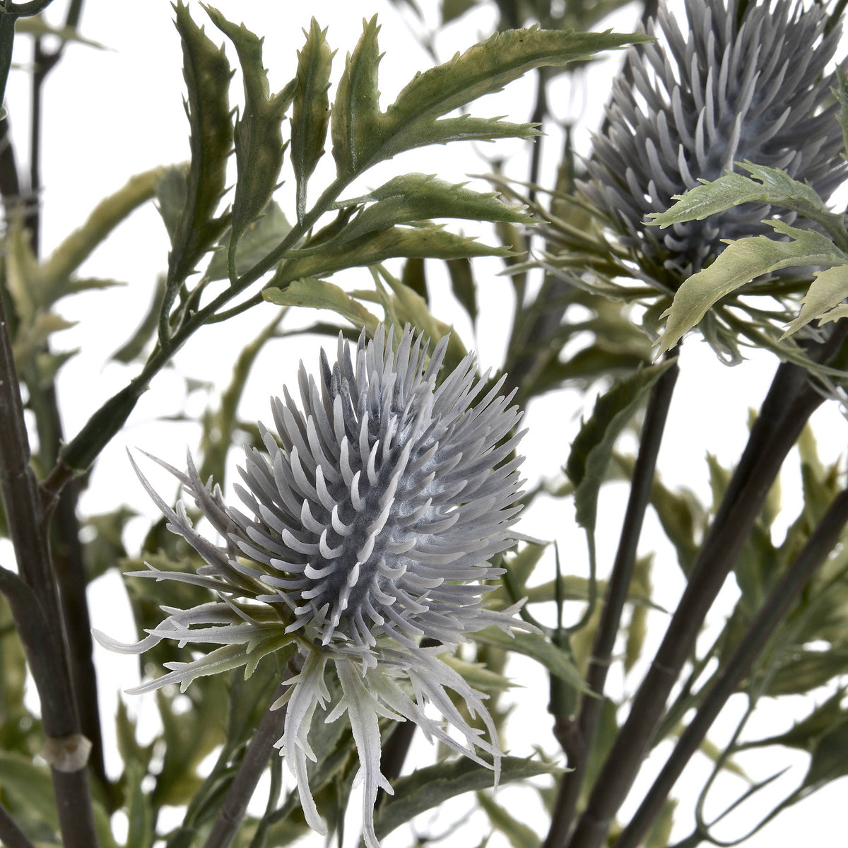 Eryngium Thistle image 5