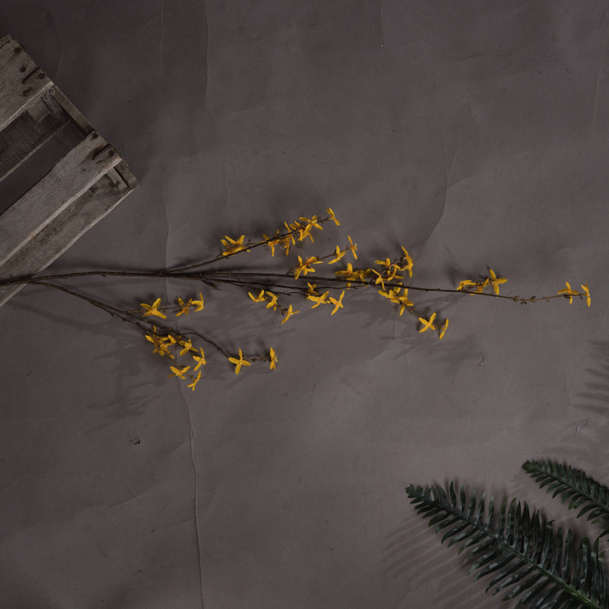 Forsythia image 2