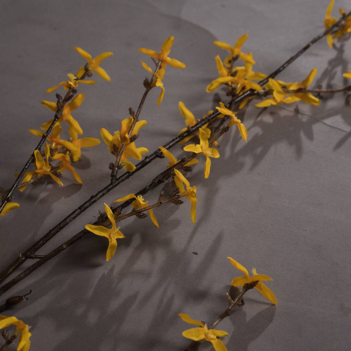 Forsythia image 3