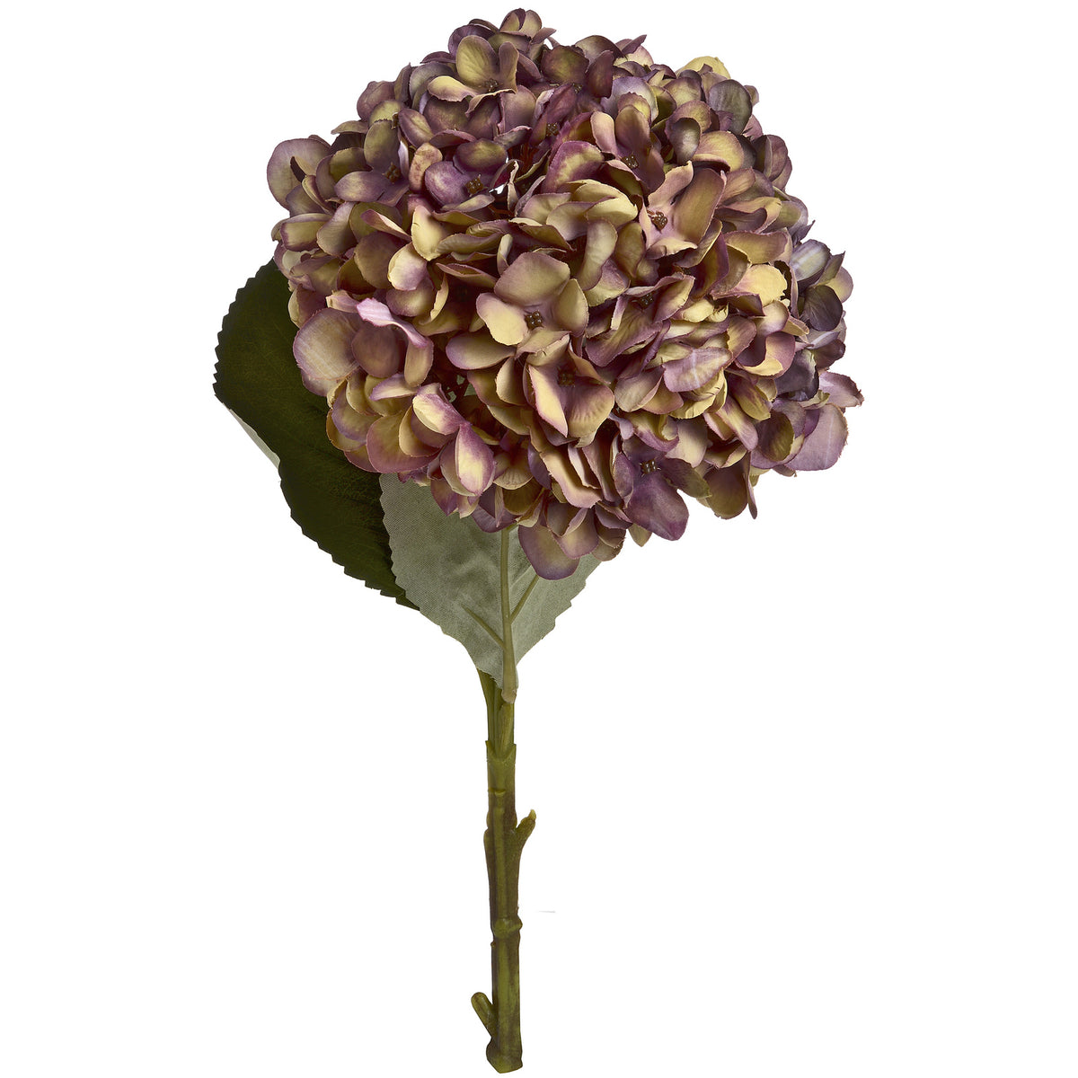 Autumn Burgundy Hydrangea image 2