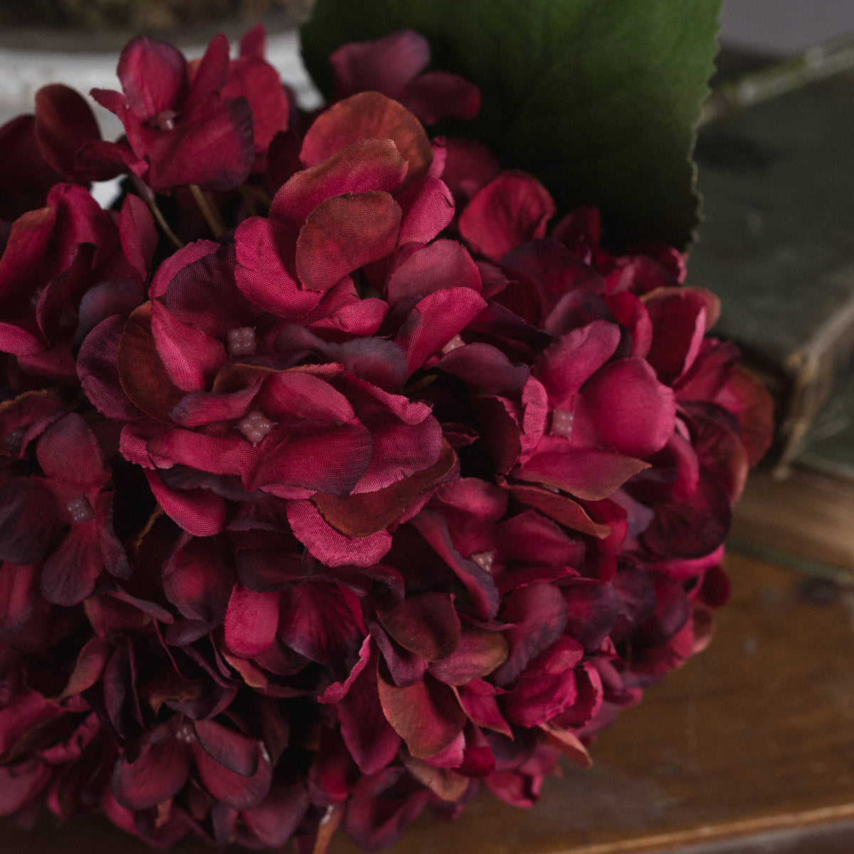 Autumn Ruby Hydrangea image 3