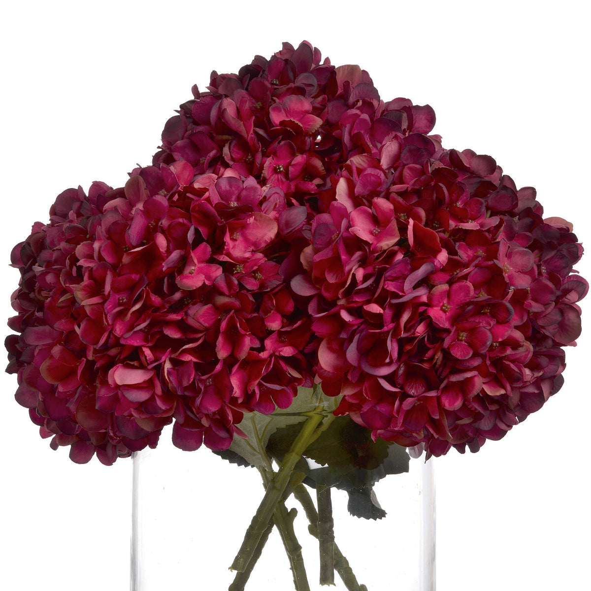 Autumn Ruby Hydrangea image 4