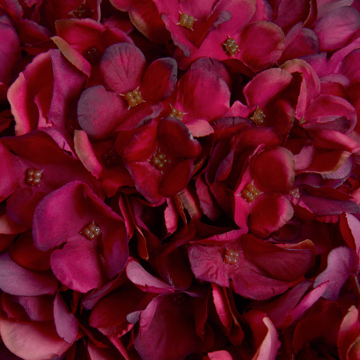 Autumn Ruby Hydrangea image 5
