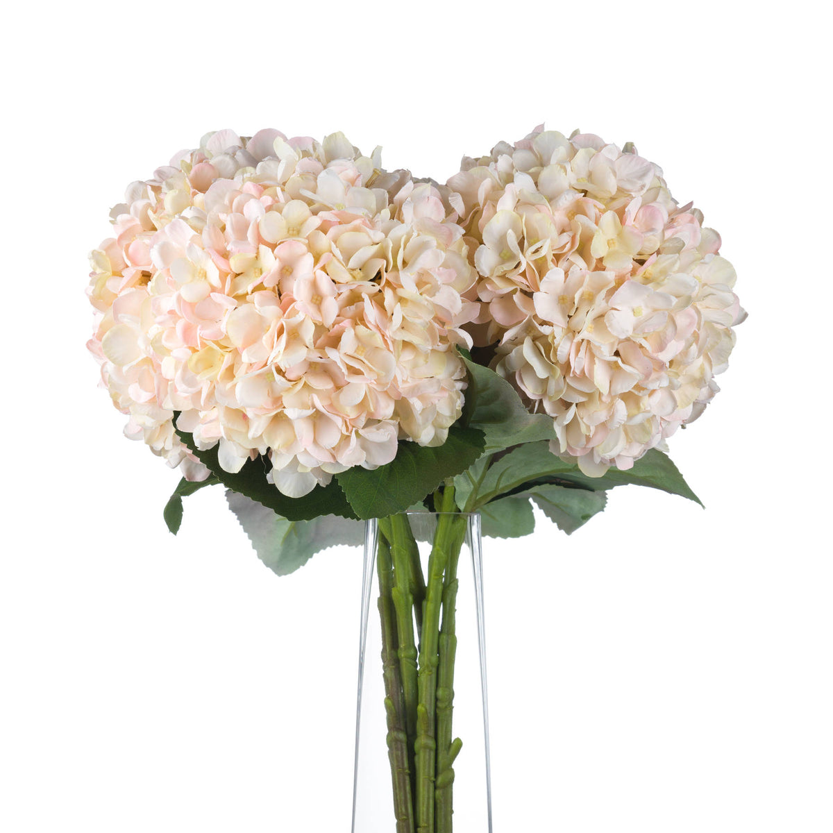 Autumn White Hydrangea image 4
