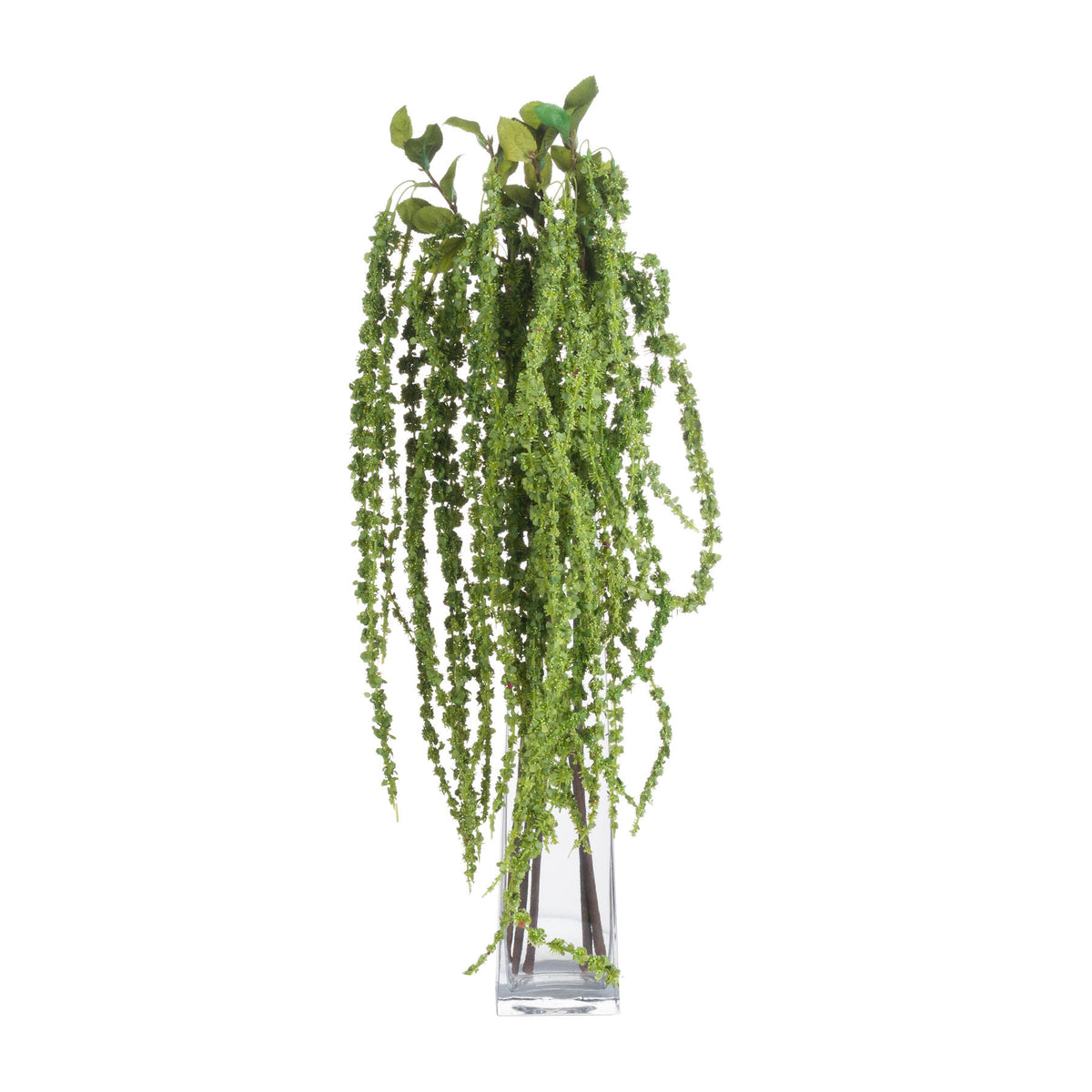 Green Amaranthus image 4