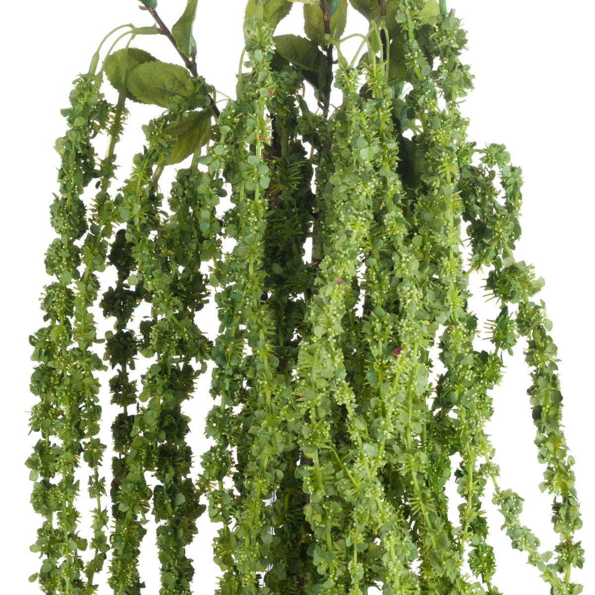 Green Amaranthus image 5