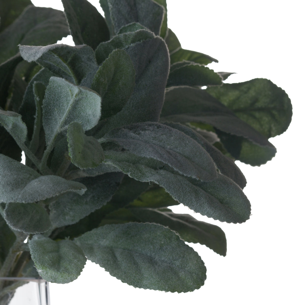 Lambs Ear Spray image 4