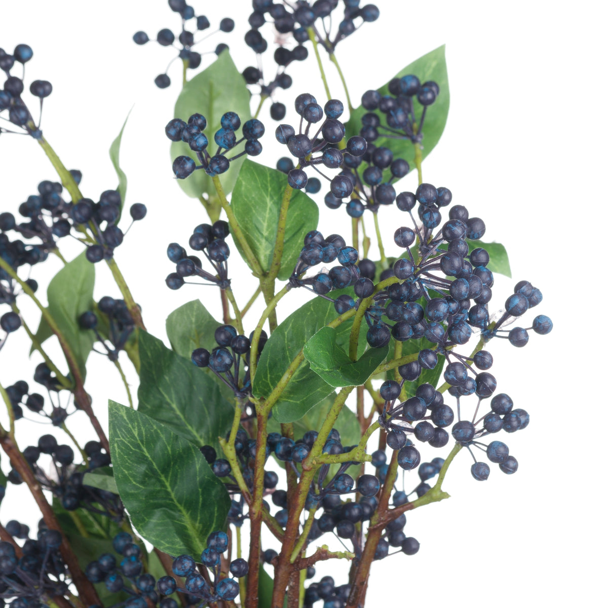 Viburnum Berry image 4