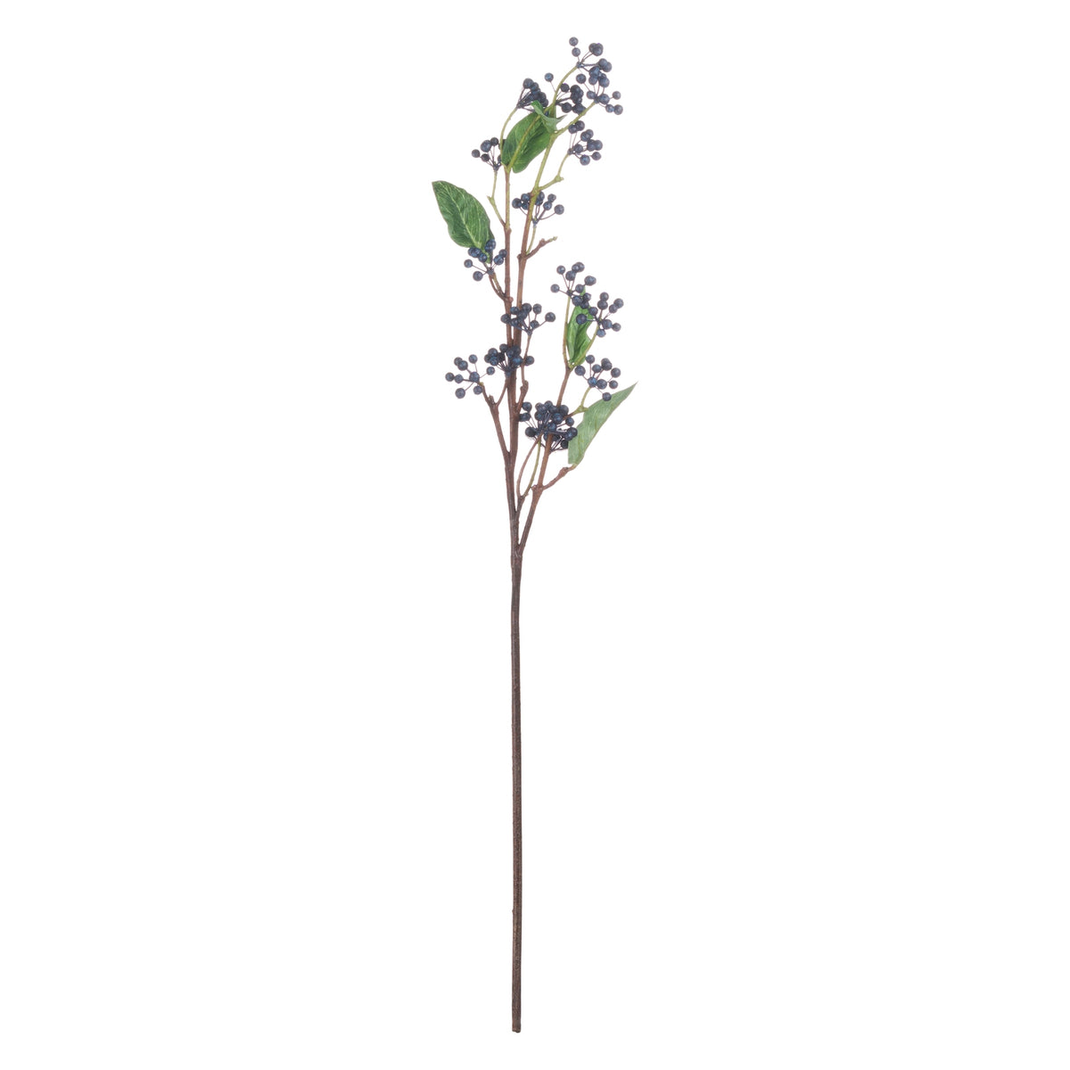 Viburnum Berry image 5