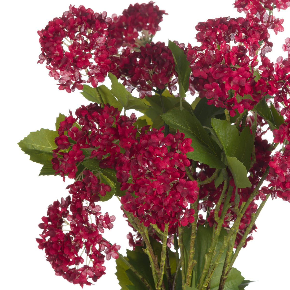 Red Autumnal Viburnum image 5