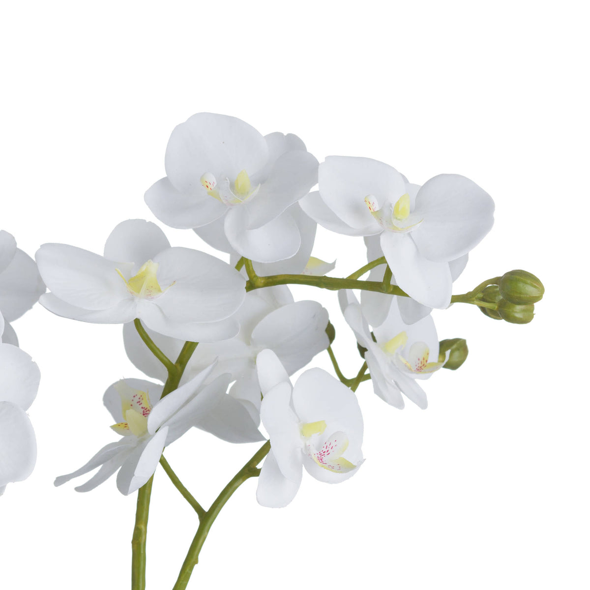 White Orchid In Glass Pot image 3