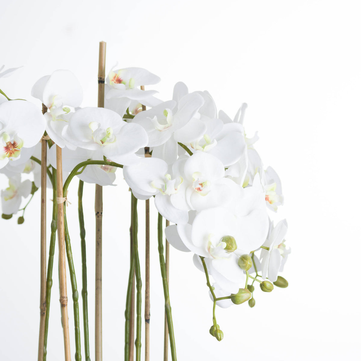 Large White Orchid In Glass Pot image 3