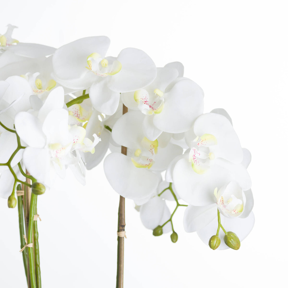 Large White Orchid In Stone Pot image 3