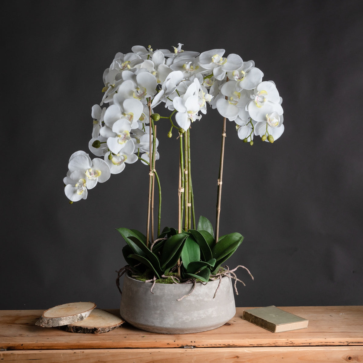 Large White Orchid In Stone Pot image 1