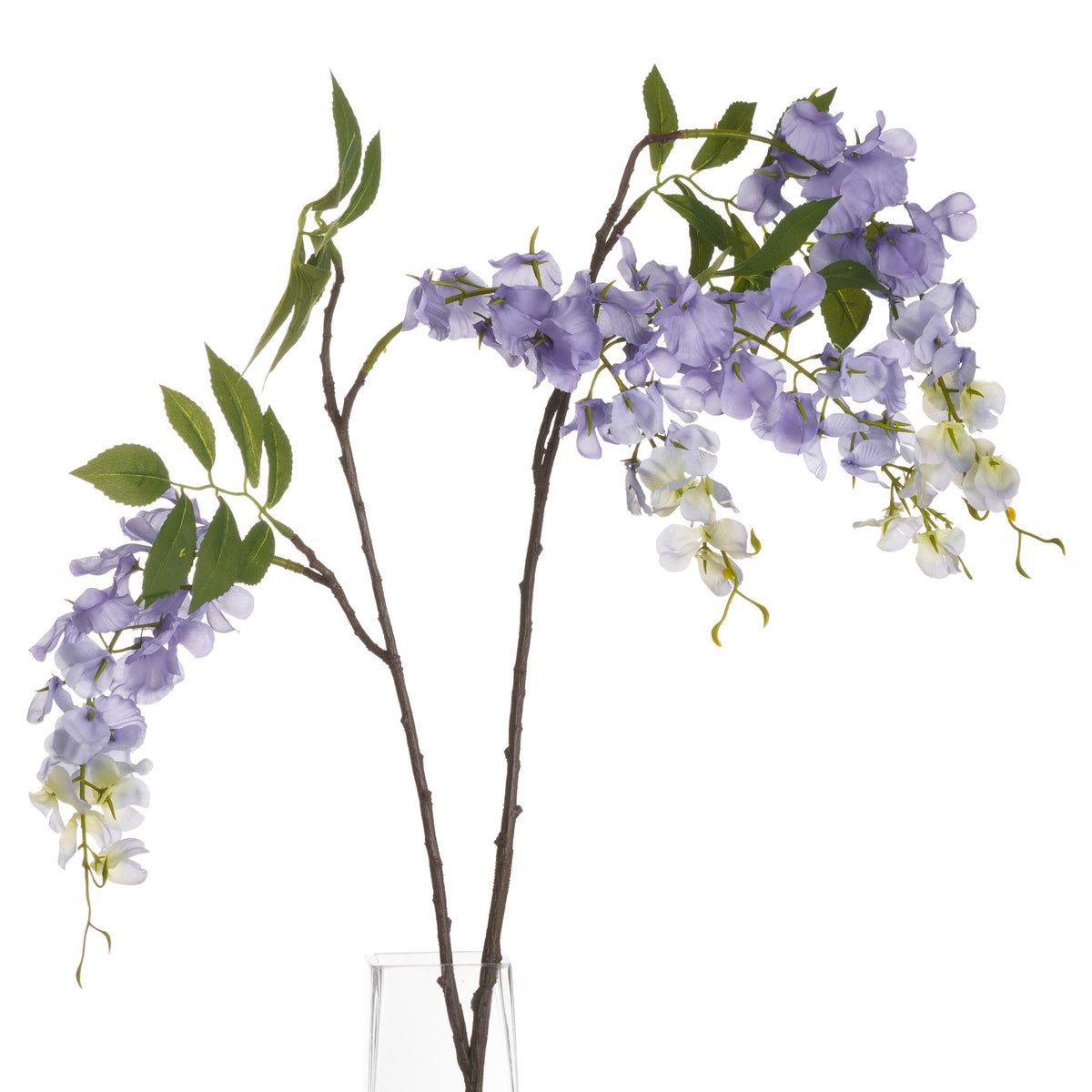 Lilac Wisteria image 3