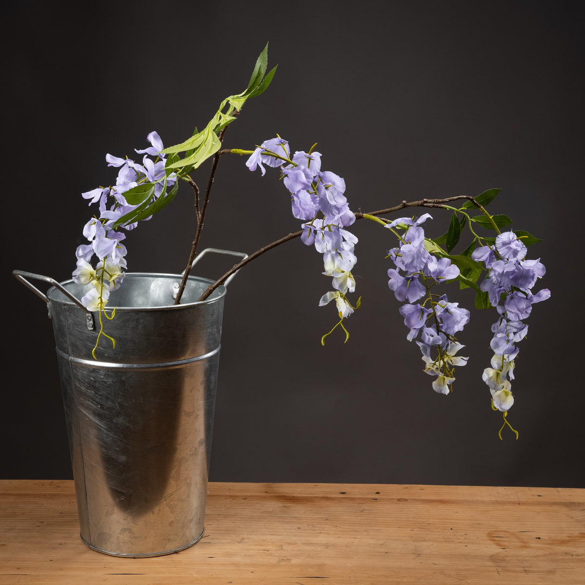 Lilac Wisteria image 1
