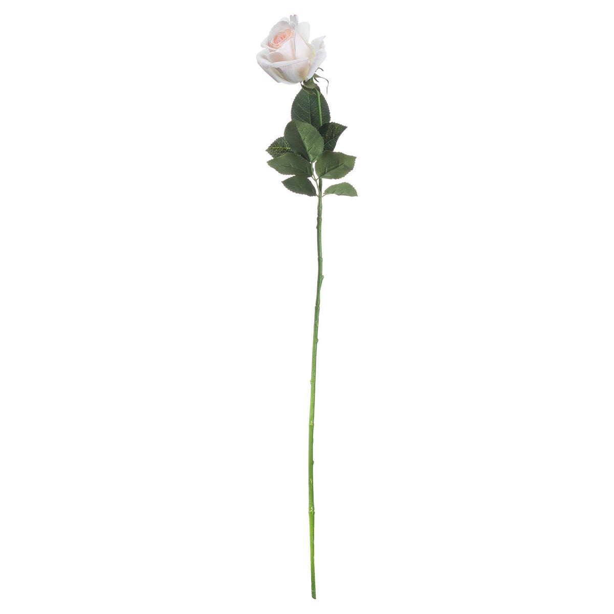 Palest Pink Tea Rose image 4