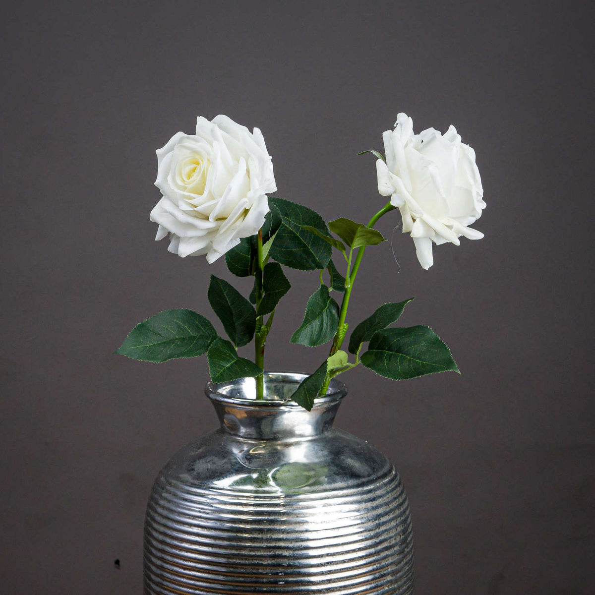 Large White Garden Rose image 1