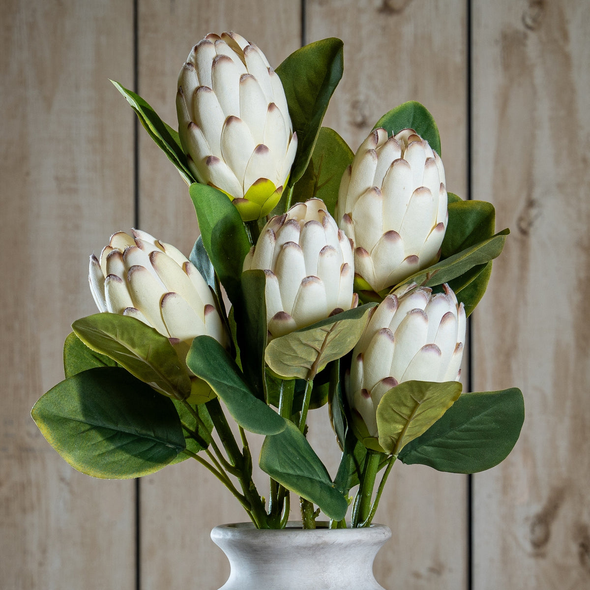 Closed White Protea image 1