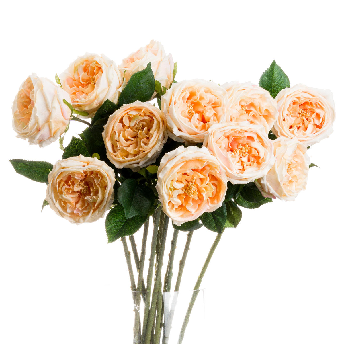 Butter Portland Rose image 1