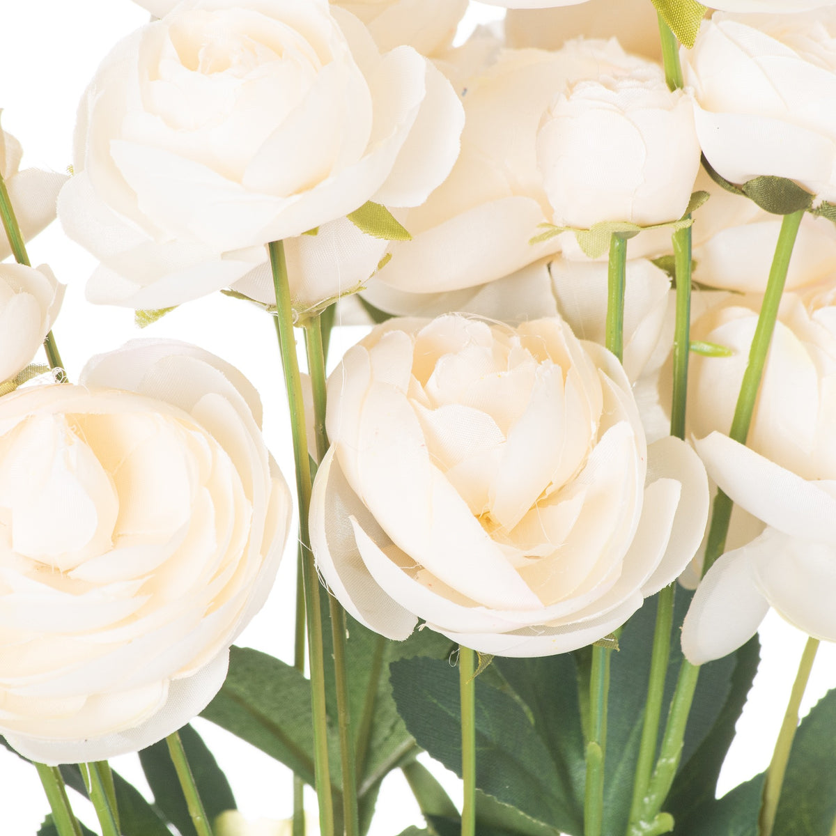 Cream Ranunculus image 2
