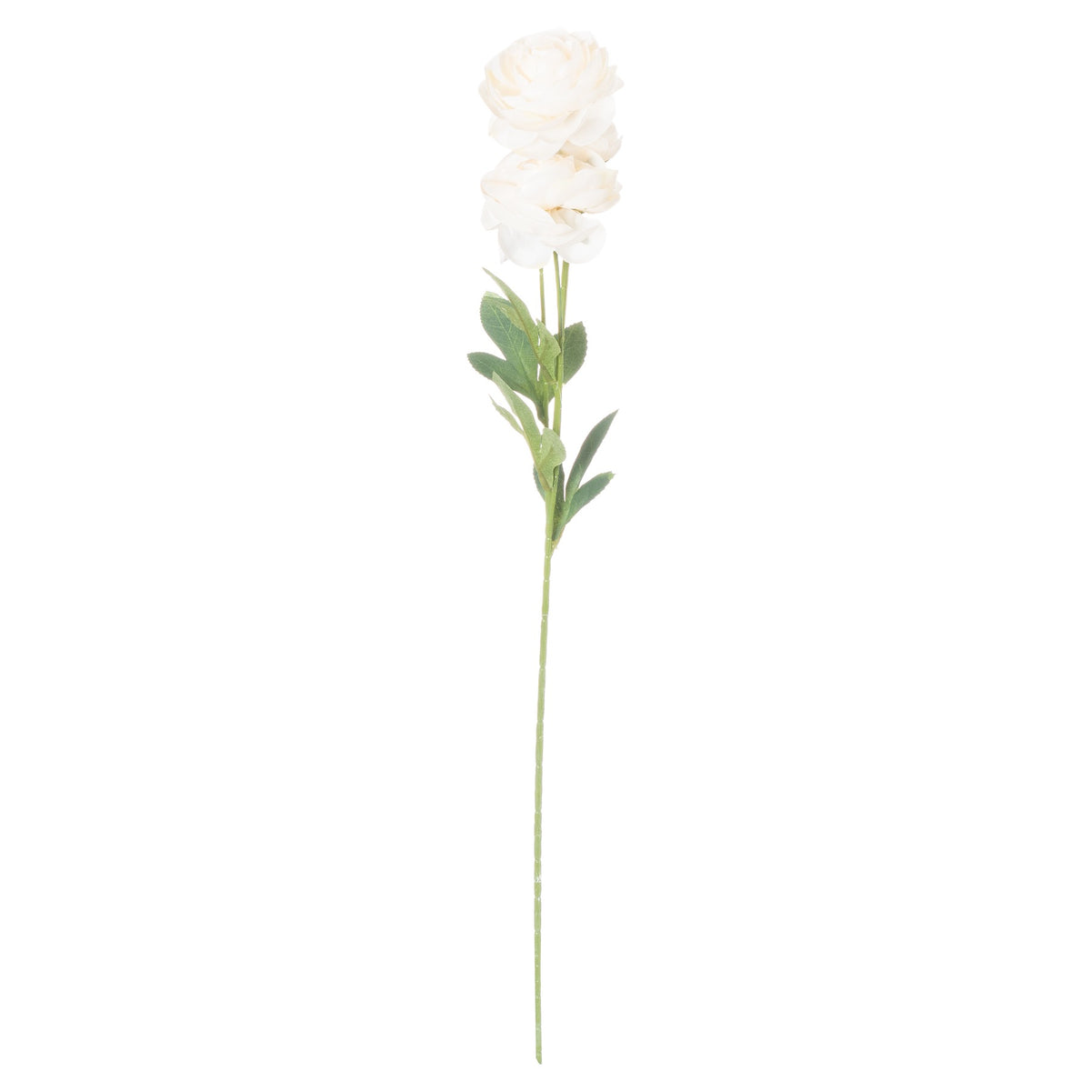 Cream Ranunculus image 3