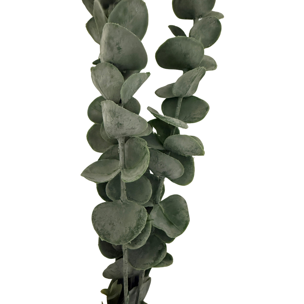 Silver Dollar Eucalyptus image 2