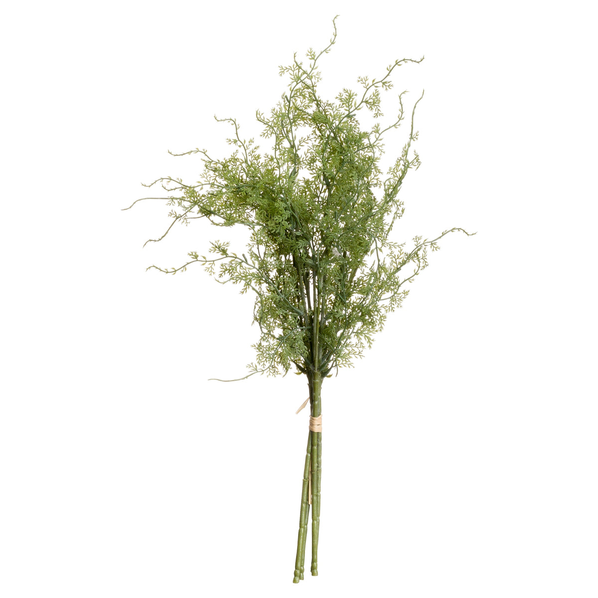 Asparagus Fern Bunch image 3