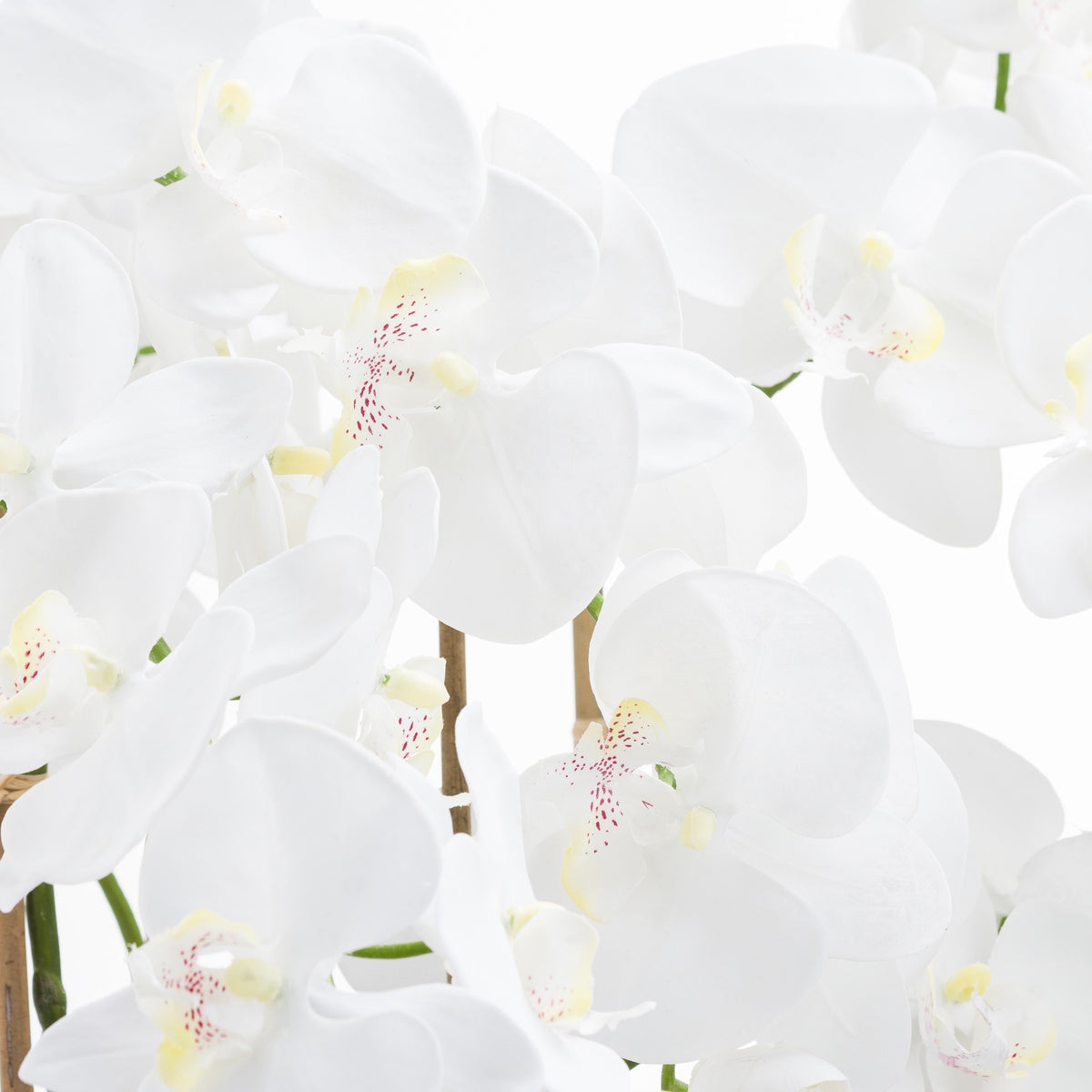 Large White Tall Orchid In Glass Pot image 2