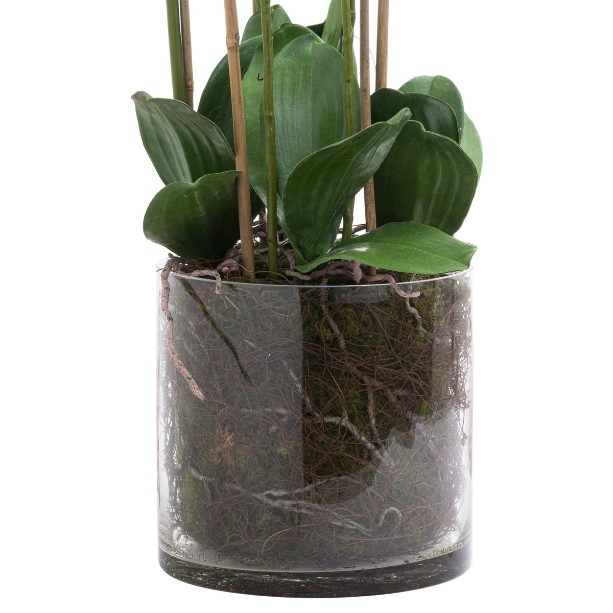 Large White Tall Orchid In Glass Pot image 3
