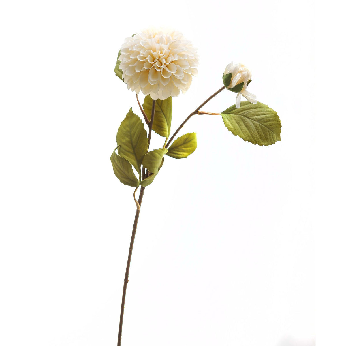 White Dahlia Stem image 2