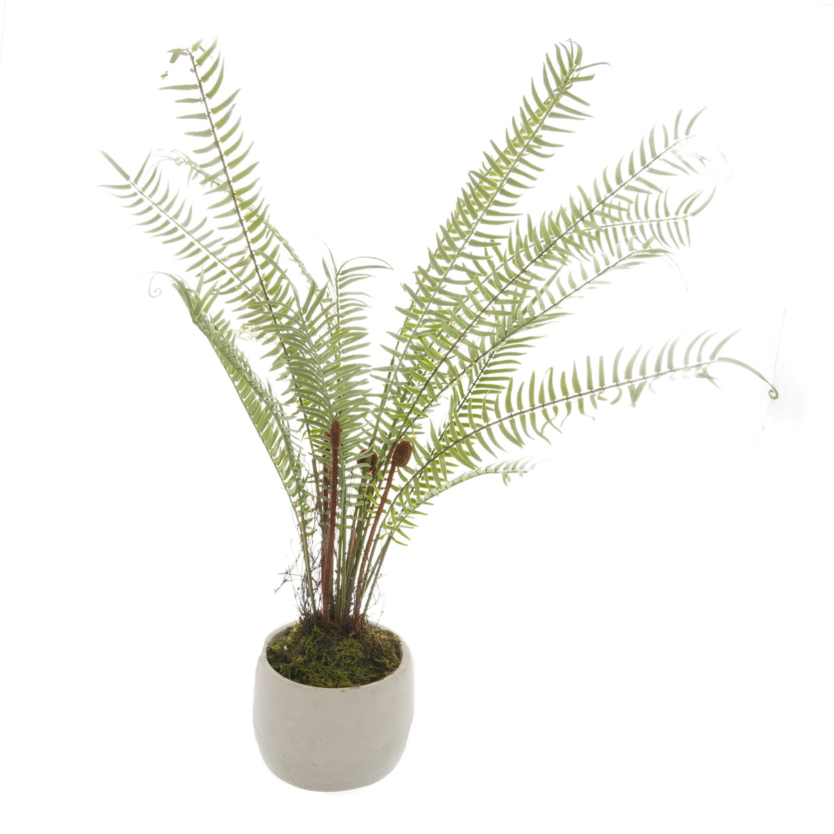 White Potted Boston Fern image 1