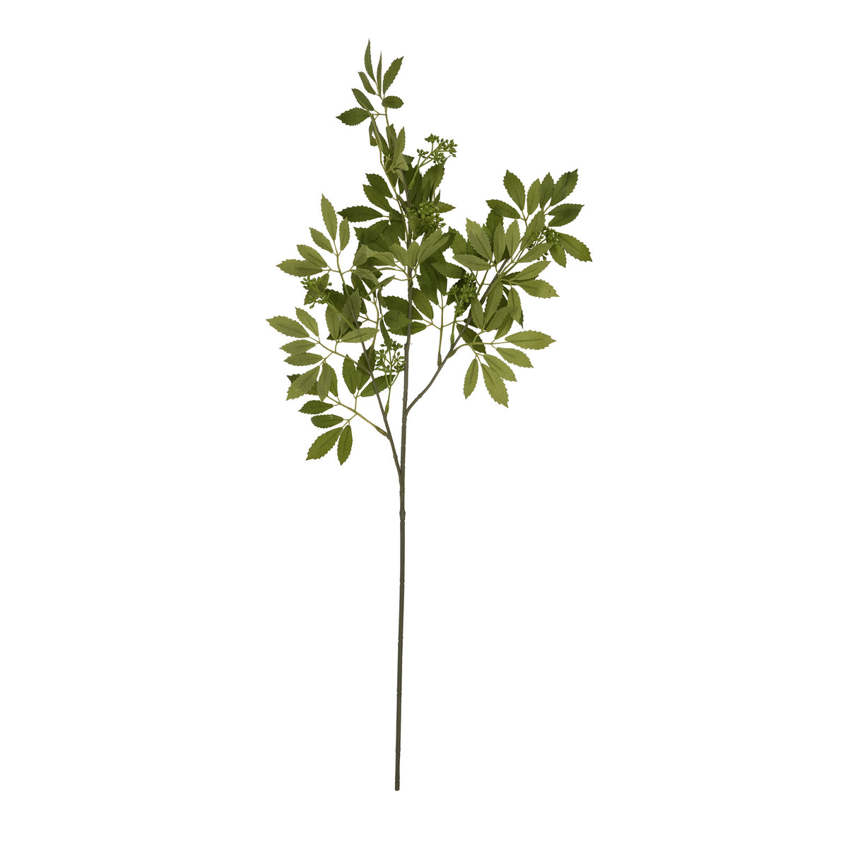Long Fennel Stem image 4