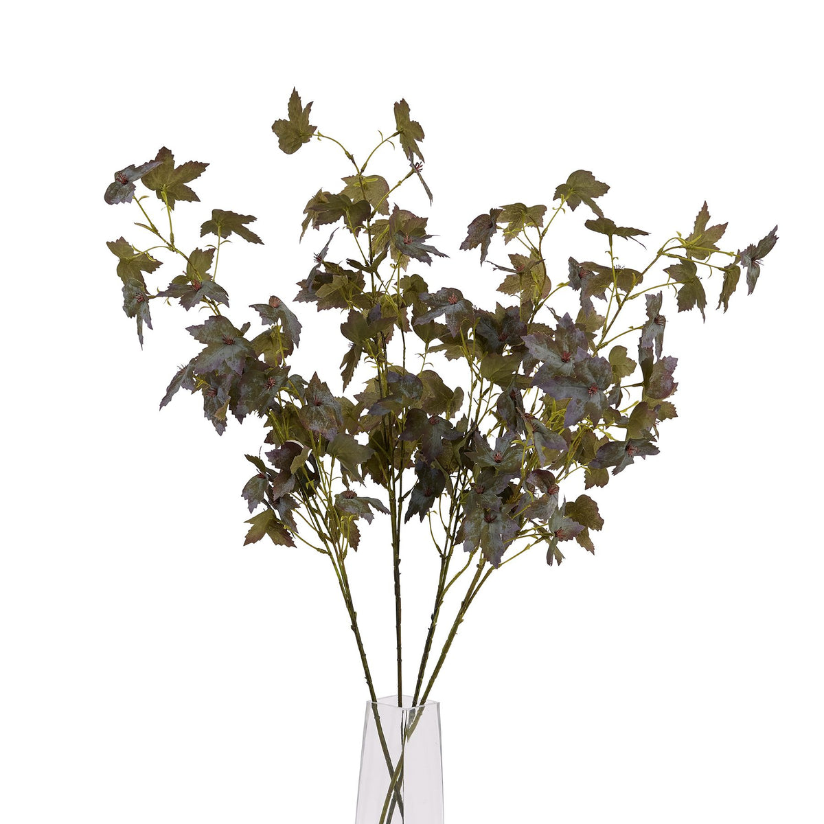 Variegated Maple Leaf image 5