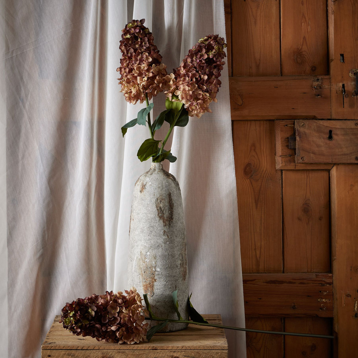 Burgundy Spear Hydrangea image 3
