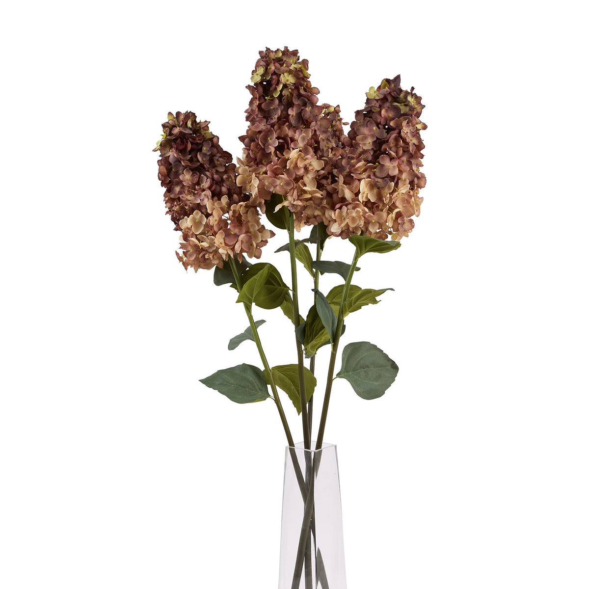 Burgundy Spear Hydrangea image 5