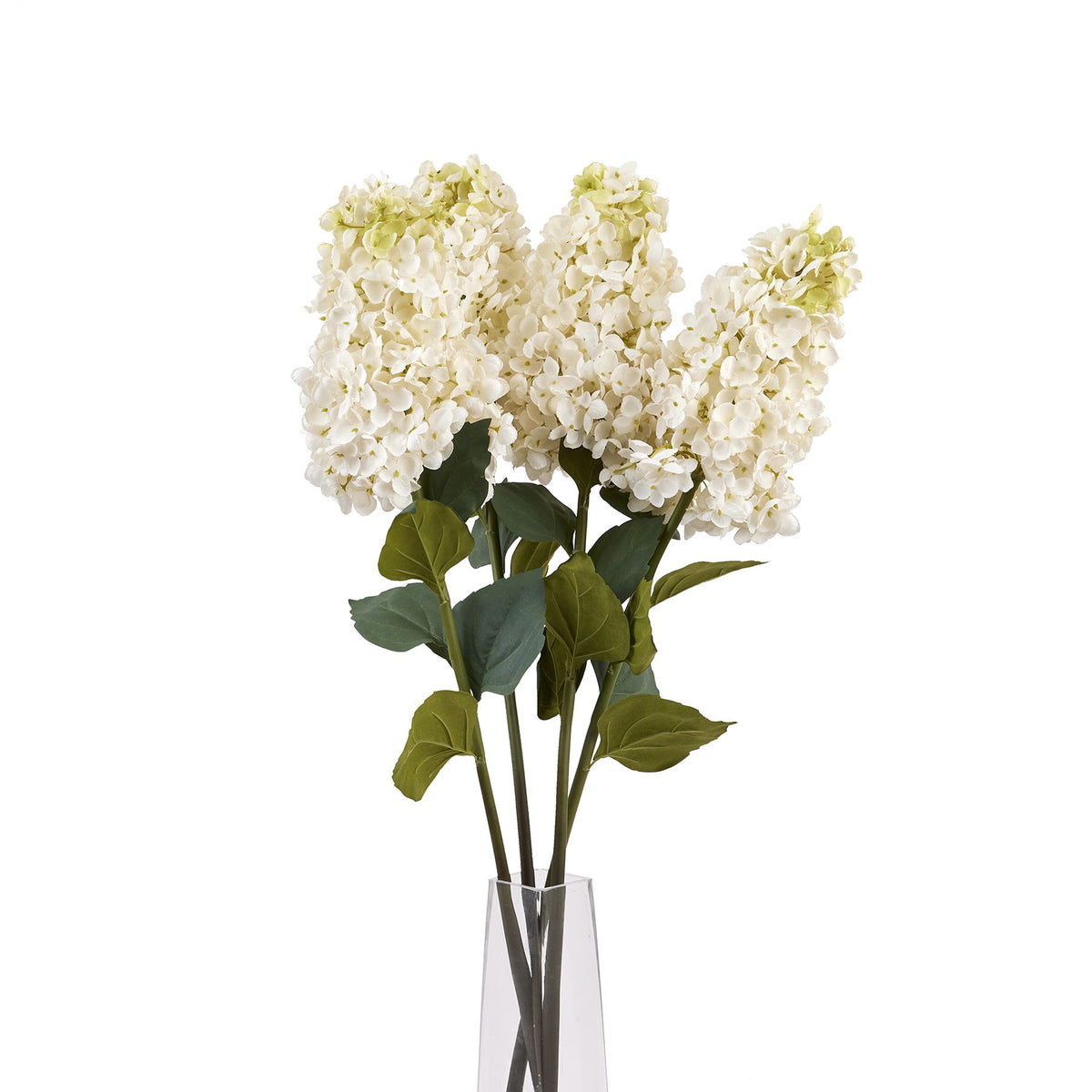 White Spear Hydrangea image 5
