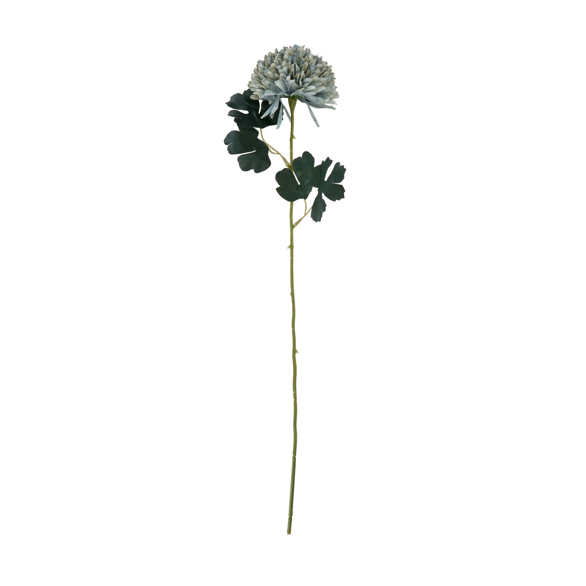 Pale Green Blue Chrysanthemum image 3