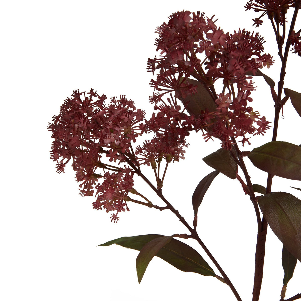 Medium Burgundy Smokebush Stem image 2
