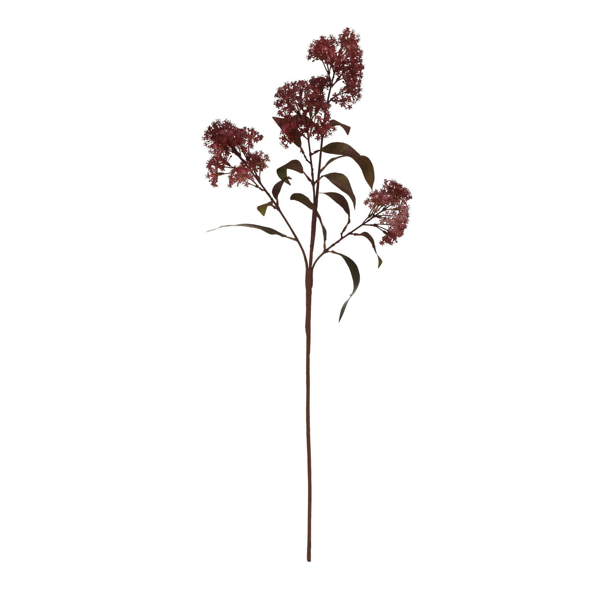 Medium Burgundy Smokebush Stem image 3