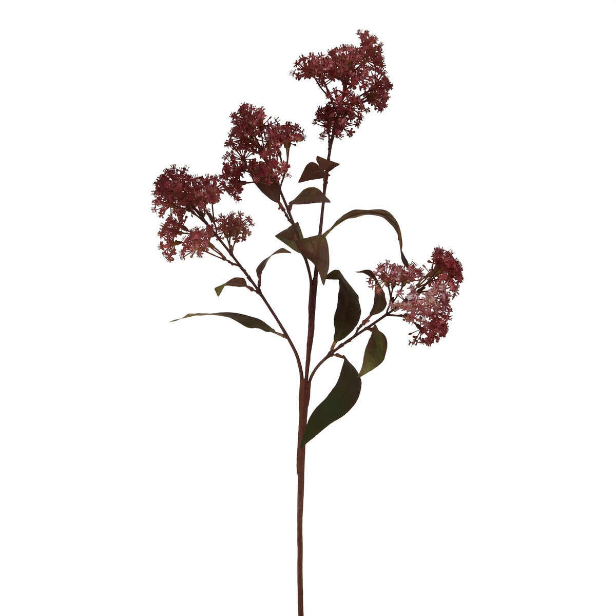 Medium Burgundy Smokebush Stem image 1