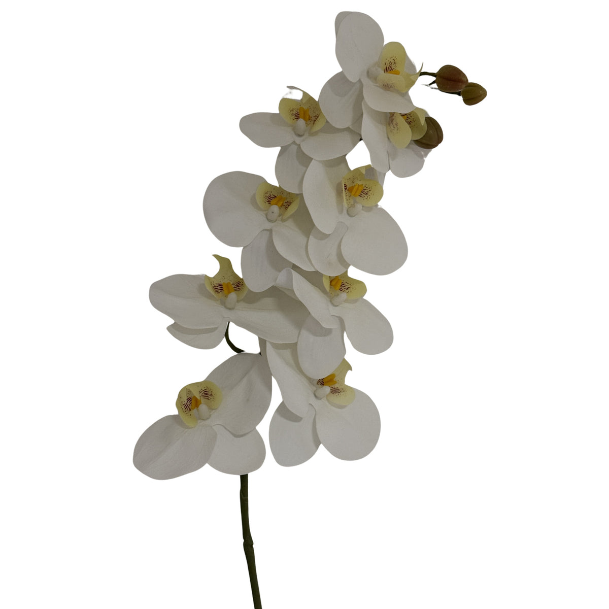 Tall White Butterfly Orchid Stem image 2